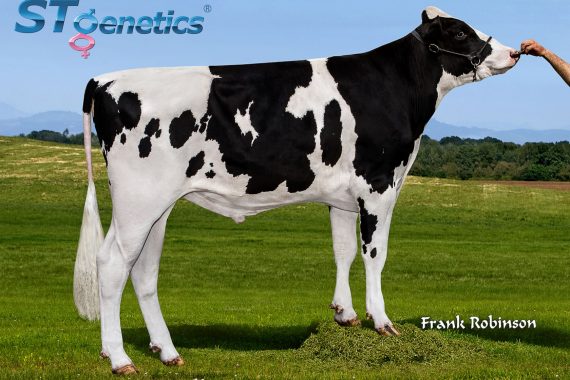 Pristine Bbob Dex 57328-ET RC TC (Sexed Female)