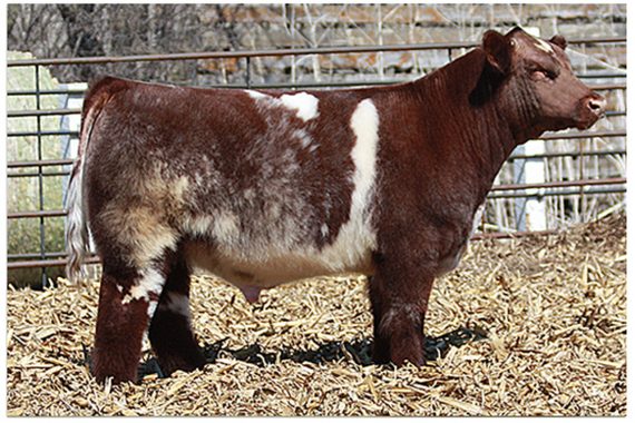 DJS The Outsider 390