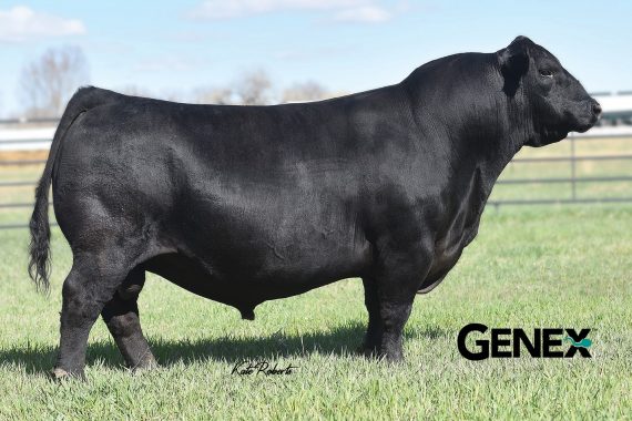 KG Justified 3023 (Certificate)