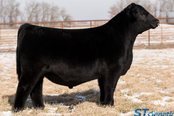 PVF Blacklist 7077 (Certificate)