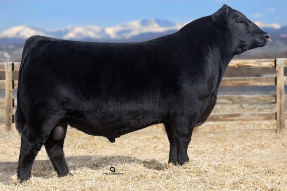 Laflins Marvel 1801(Certificate)