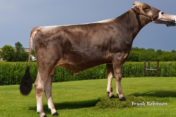 Pine-Tree Hilton Herren ETV (Sexed Female)