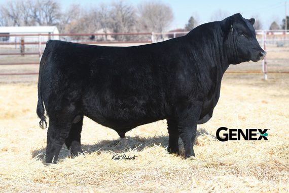 DB Iconic G95 (Certificate)