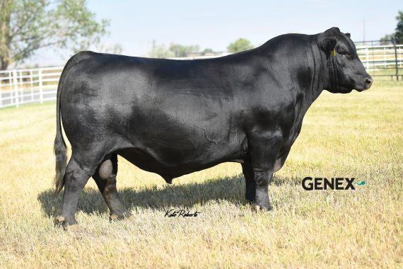 DB Iconic G95