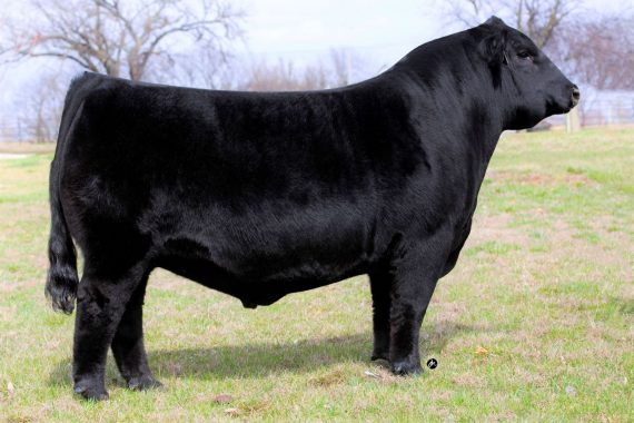 Silveiras Forbes 8088 (Certificate)