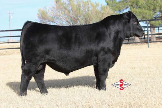 Wilks Regiment 9035 (Certificate)