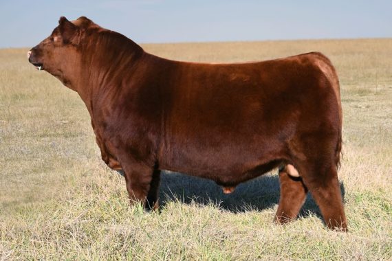 JCL Hoss 931G