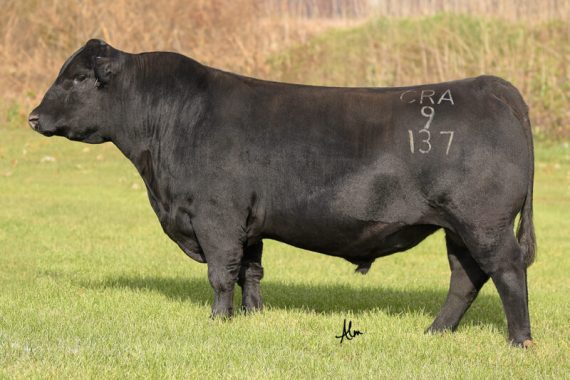 Crawford Guarantee 9137