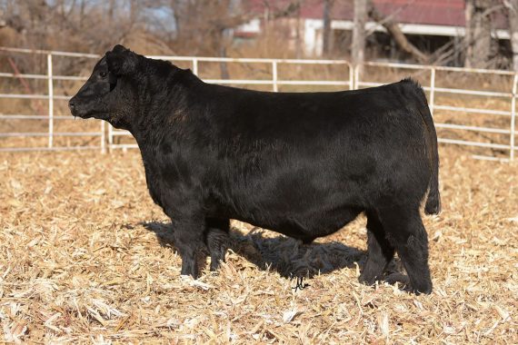 Baldridge Highlander (Certificate)