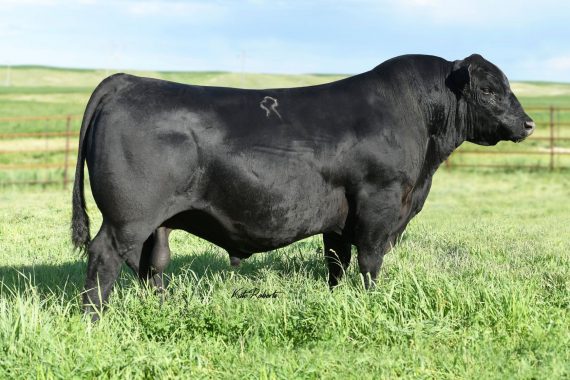 Kesslers Commodore 6516 (Certificate)