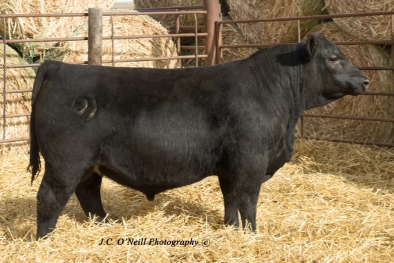 Ruggles Charisma 0643 (Certificate)