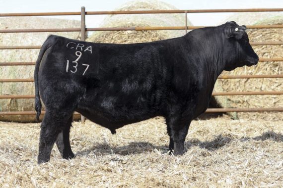 Crawford Guarantee 9137 (Certificate)