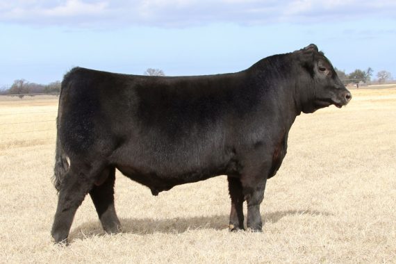 Wilks No Substitute 2358 (Certificate)