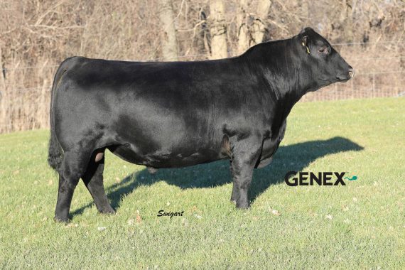 44 Brigade (Certificate)