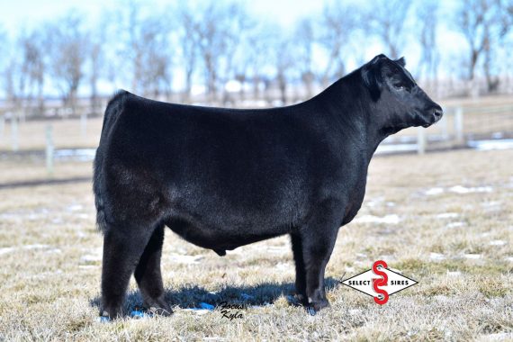 PVF Marvel 9185 (Certificate)