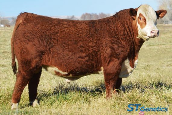 /S MANDATE 66589 ET {CHB,DLF,HYF,IEF,MSUDF,MDF} (Certificate)