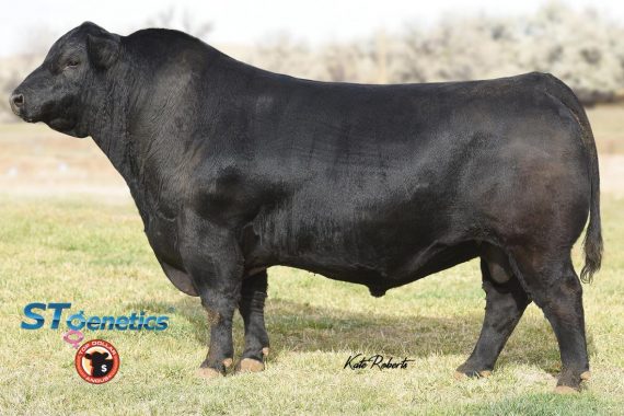 Musgrave 316 Exclusive (Certificate)