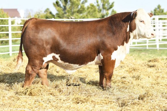 PCC 7009 173D Maverick 0183 ET {DLF,HYF,IEF,MSUDF,MDF} (Certificate)