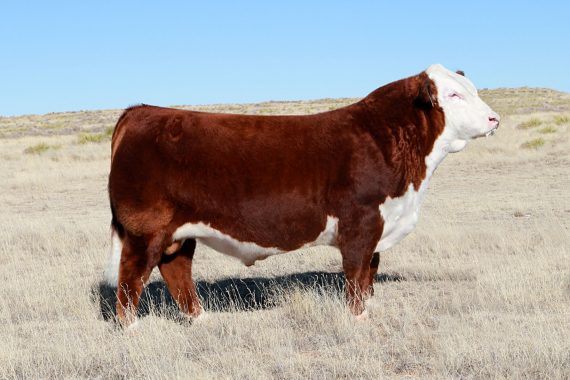 NJW 79Z 22Z Mighty 49C ET {DLF,HYF,IEF,MSUDF,MDF} (Certificate)