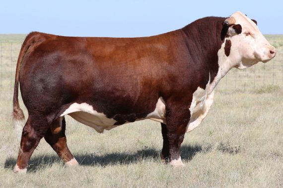 PCC 457Y Hondo 6049 ET {DLF,HYF,IEF} (Certificate)