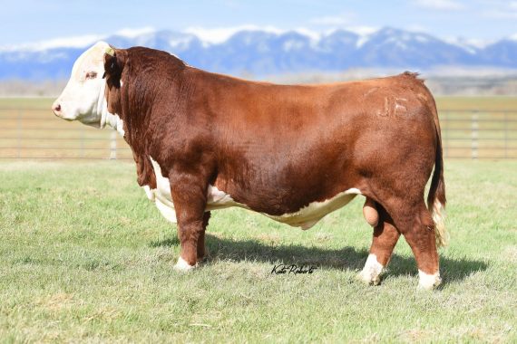 NJW Long Haul 36E ET {CHB,DLF,HYF,IEF,MSUDF,MDF} (Certificate)