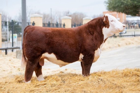 WORR 35B Big Shooter 559H ET {DLF,HYF,IEF,MSUDF} (Certificate)