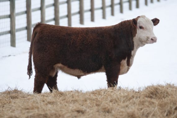 RST Unique 1030 {DLF,HYF,IEF,MSUDF,MDF} (Certificate)