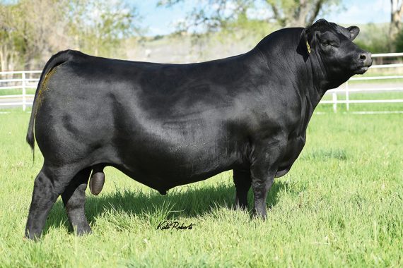 S Architect 9501 (Certificate)