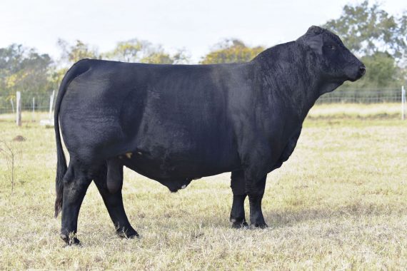 Hagan Dinero 5B