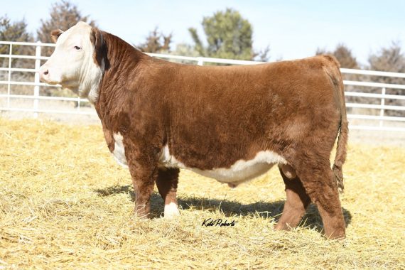 PCC Cattlemen's Logic 1140 ET {DLF,HYF,IEF,MSUDF}