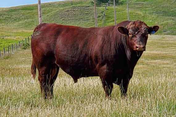 EZ Redford 112E
