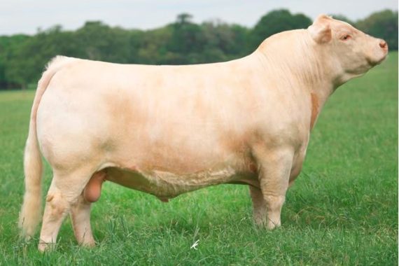 TR MR Foreigner 9987G ET (Signing)