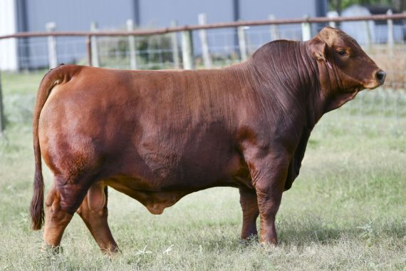 HDH 389G "Stout"