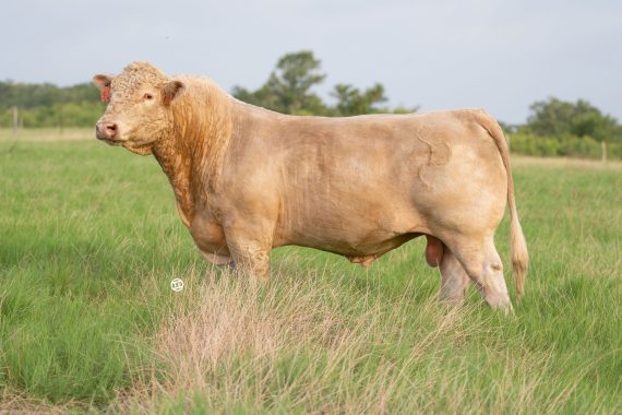 MR Dalton Rock Candy (Signing)