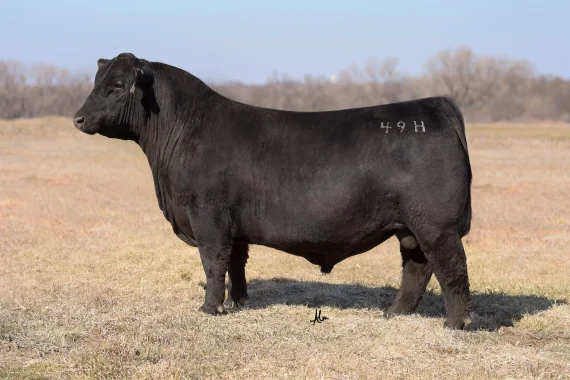 Riverstone Vegas 49H (Certificate)