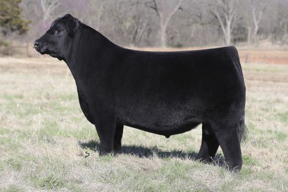 Gateway Follow Me F163 (Certificate)