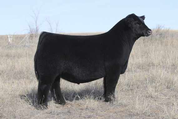MINN Consider It Done 943G