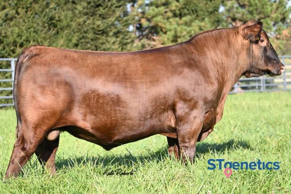Dahlke Rancher 214K (Sexed Female)