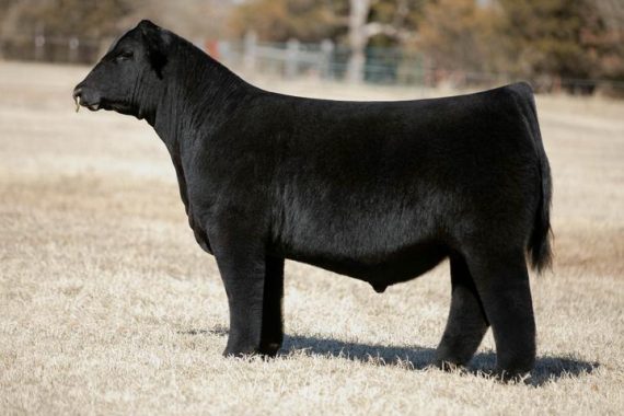 STAG Good Times 201 (Certificate)