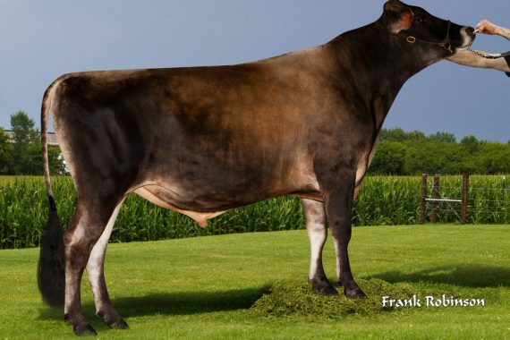 TOG Pittsfield 38801 (Sexed Female)