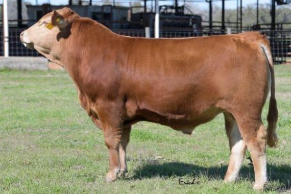 HeartBrand Dos Equis XX 3618H