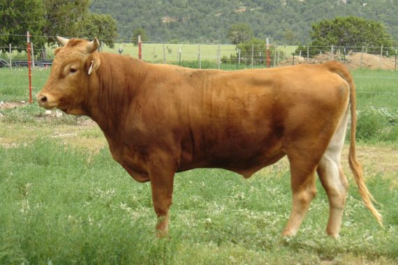 MMLC Judos Bullseye 208K
