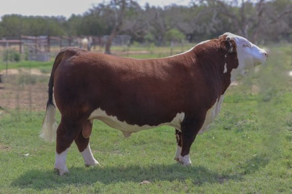 OTTM Thunder Struck 20F ET {DLF, IEF, HYF, MSUDF, MDF, DBF}