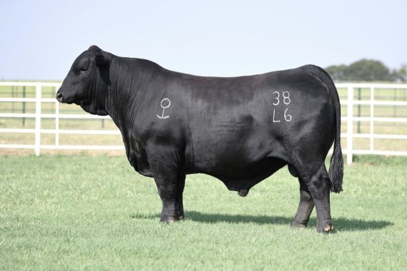 GKB Next Level 38L6