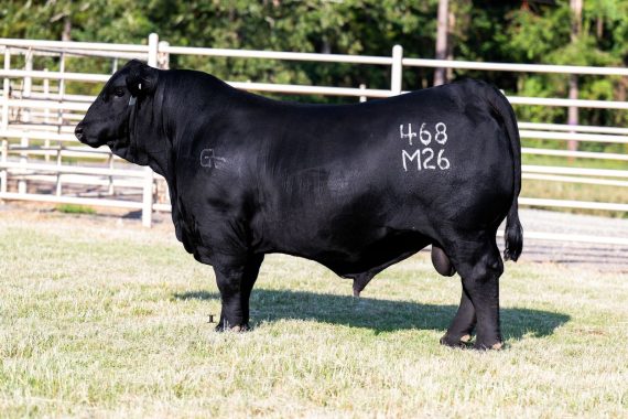 G+ Stone Cold 468M26