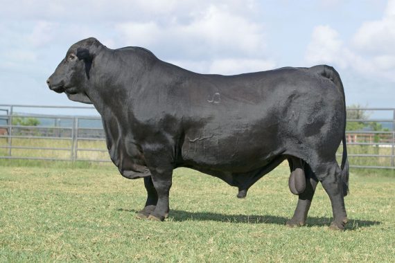 Stonewall of RRR 222W6