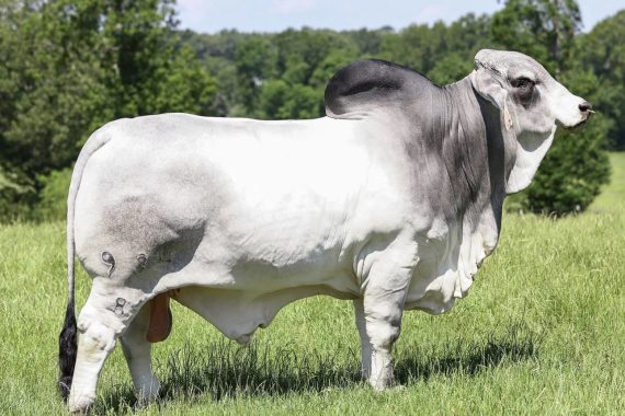 Mr. V8 934/8 "Otis" SEXED FEMALE