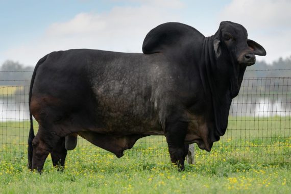 Mr. V8 724/8