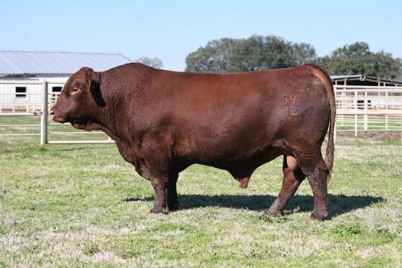 Tajo Red Legends 59H2