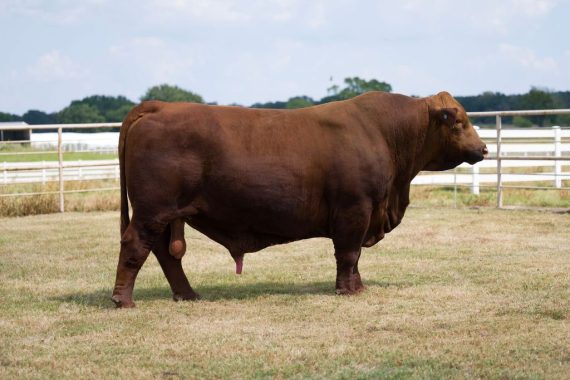 Tajo Ultra Legends 204J11